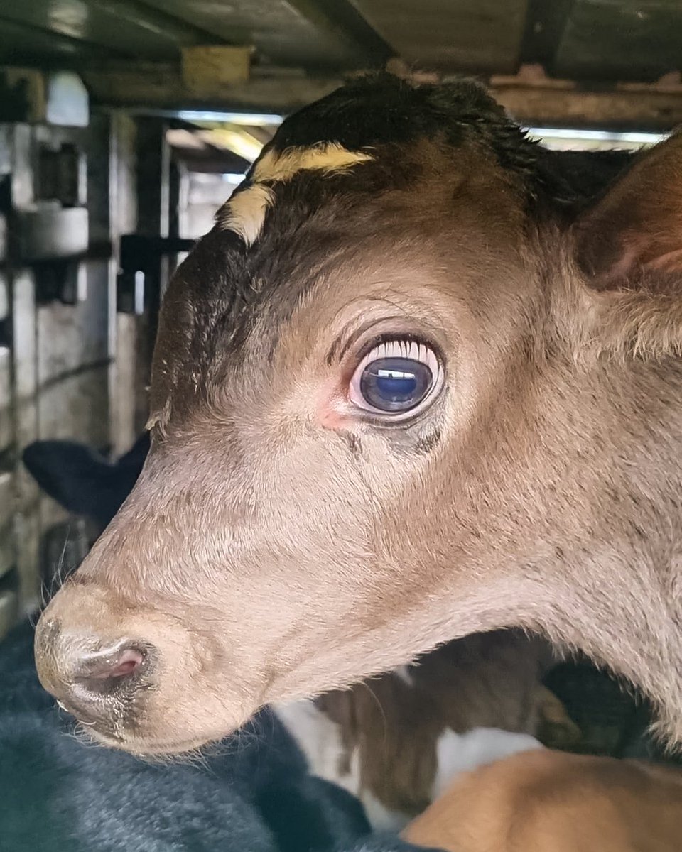 If this truck was packed with terrified puppies instead of bobby calves, would you be outraged? 

Please consider a donation to support our work to expose the dairy industry:
thesavemovement.org/donate/

📸 A four-day-old dairy calf entering the slaughterhouse, taken by Summer Jayne