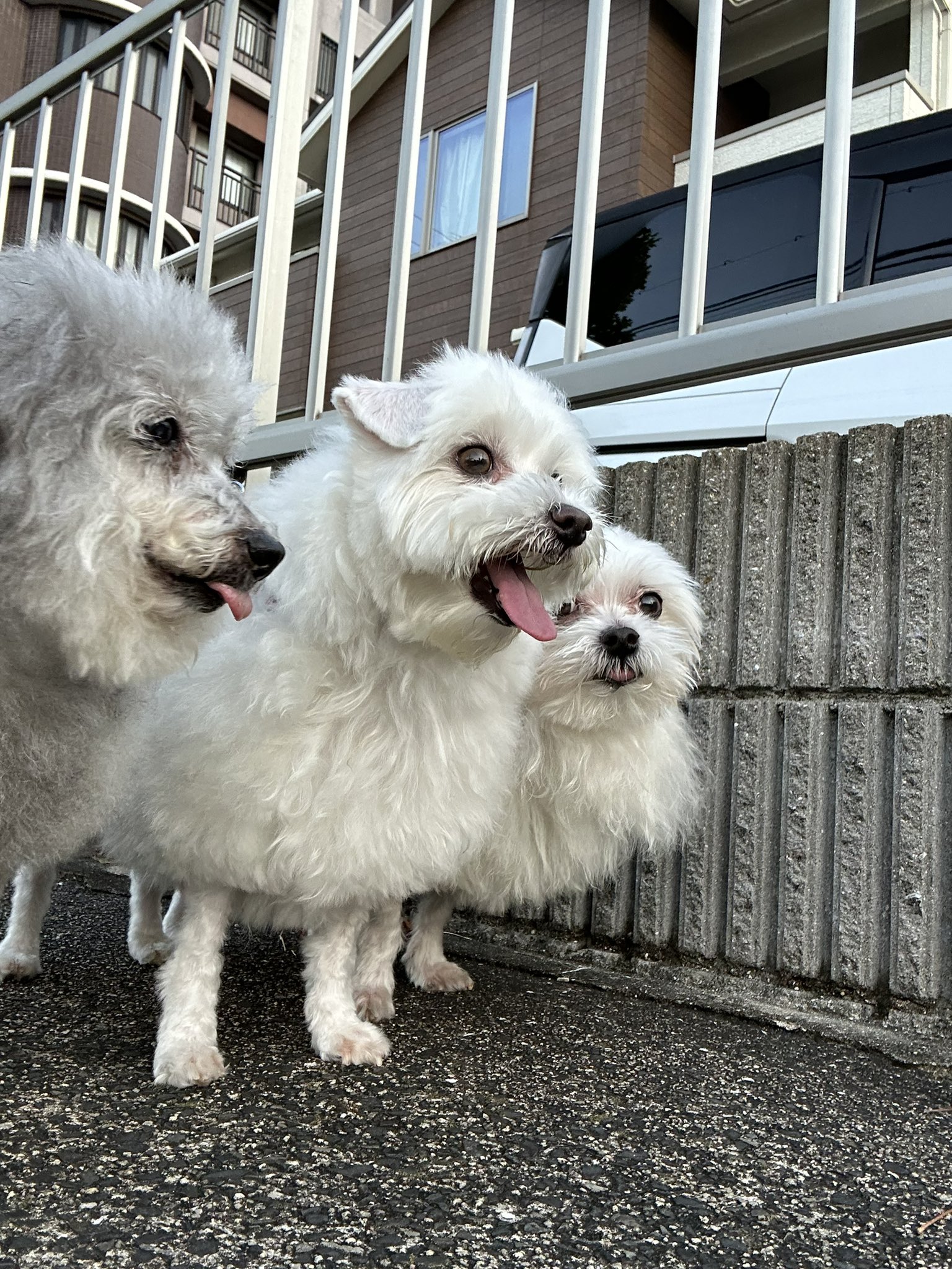 ハルページです。 ハルくん (@9Z8lquSv8B3FMpN) / X