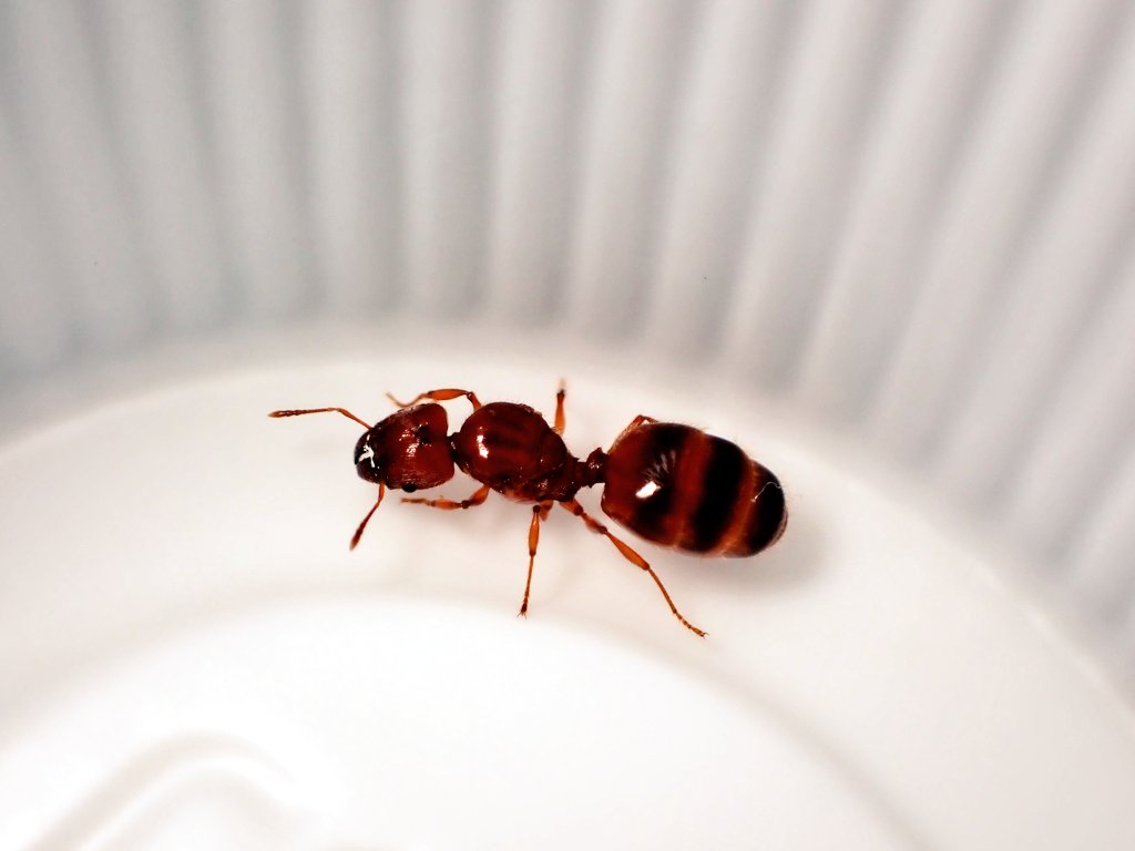 c90UEGv3HUTi5oz's tweet image. #アズマオオズアリ
#Pheidole fervida

今日は、アズマの飛行条件としては良かったですね✨

地面が濡れる程度の前日雨、湿度高く、早朝というのが肝

本格飛行はこれからな気はしますが、ある程度の場所は絞れたかなヽ(^。^)ノ