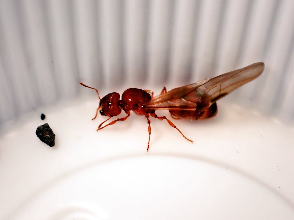 c90UEGv3HUTi5oz's tweet image. #アズマオオズアリ
#Pheidole fervida

今日は、アズマの飛行条件としては良かったですね✨

地面が濡れる程度の前日雨、湿度高く、早朝というのが肝

本格飛行はこれからな気はしますが、ある程度の場所は絞れたかなヽ(^。^)ノ