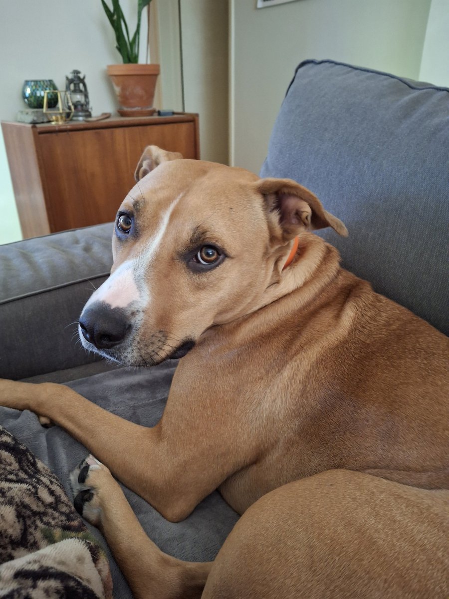 MerlinofCanada's tweet image. Just trying to keep cool with my other Grand Pup #YVR