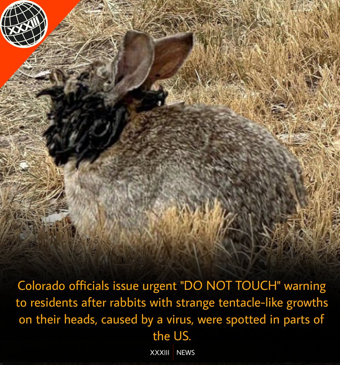 FR33G4ME's tweet image. 🐰🚨 Colorado's wild warning: "DO NOT TOUCH" these rabbits with creepy tentacle-like growths popping up! 😱 Stay safe and keep your distance from this viral invasion. #ColoradoWildlife #StrangeNature #StayCautious