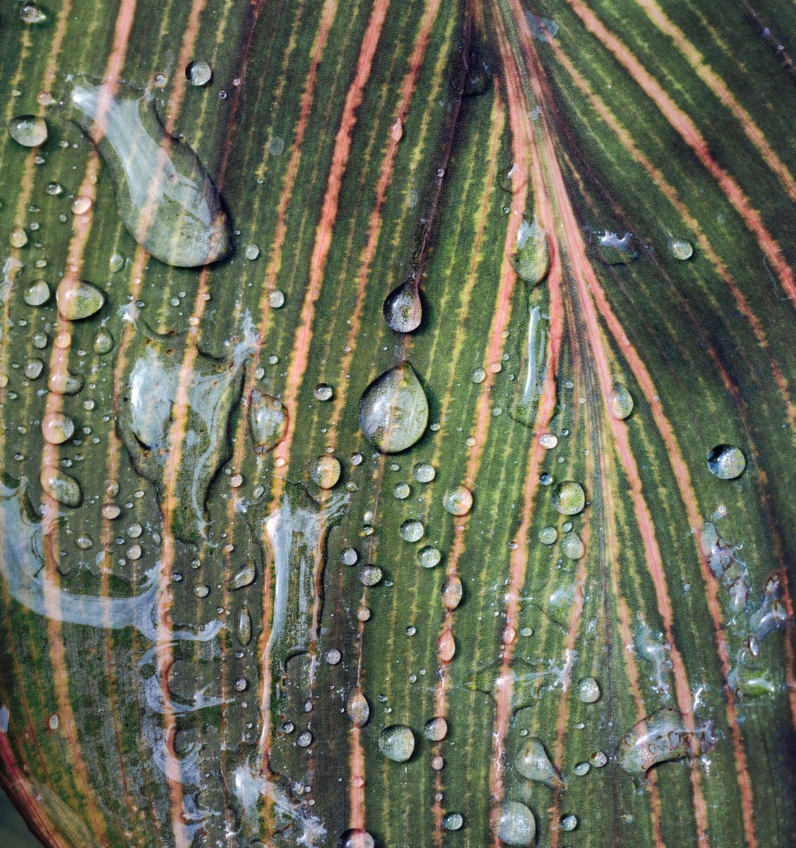 Ozark Botanical Gardens