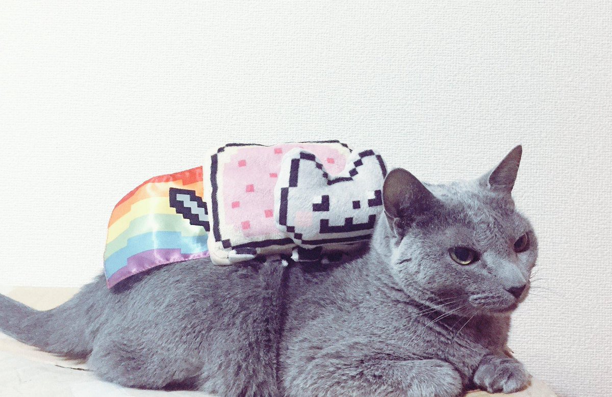 nyanグレーXS Nyan Cat (@NyanCat) on X