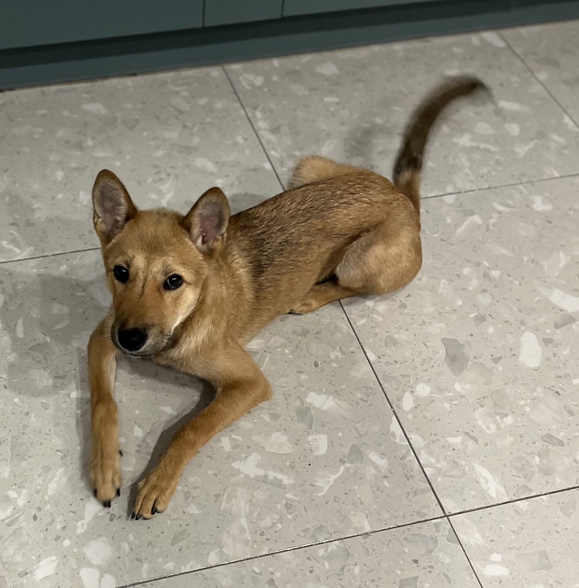 요즘 미모에 물오른 애기다람쥐

#가족찾는밤톨