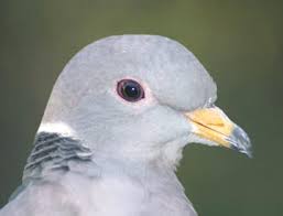 DoveHunterTV's tweet photo. Dove Hunt - $100 St. Pauls NC 
https://t.co/KuV9eSgAyG
#Dove #Lease https://t.co/GLLhGgZaVl