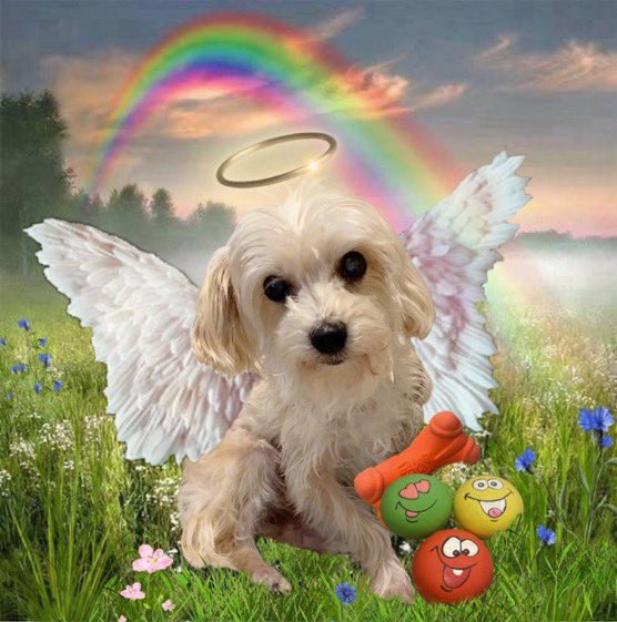 ๐Penny & Gingie (@free2beemee) on Twitter photo A big heartfelt thanks ๐ to Maggie & Sabine <a href="/ThorSelfies/">Maggie & Sabine</a> for creating this beautiful rainbow Angel image of my precious Penny w/her Angel wings & her favorite toys. I love it so much & I miss my sassy girl, my soul dog, everyday. ๐๐ฉท #zshq #FlyByFriday <a href="/CloudRiderz/">CloudRiderz</a> A big heartfelt thanks ๐ to Maggie & Sabine <a href="/ThorSelfies/">Maggie & Sabine</a> for creating this beautiful rainbow Angel image of my precious Penny w/her Angel wings & her favorite toys. I love it so much & I miss my sassy girl, my soul dog, everyday. ๐๐ฉท #zshq #FlyByFriday <a href="/CloudRiderz/">CloudRiderz</a>