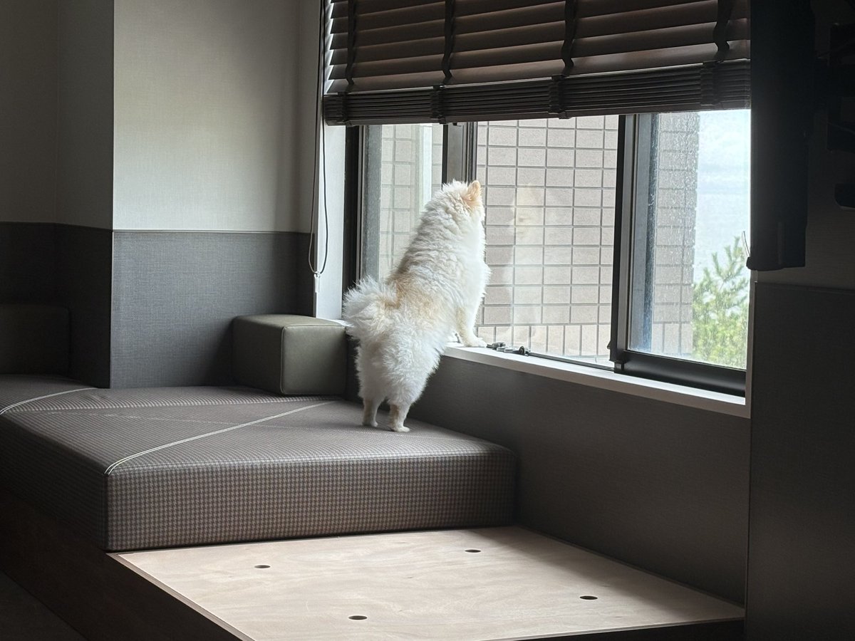 mofumofu___82's tweet photo. お誕生日旅行で来たホテルで、早くドッグランに行きたくてうずうず
#ポメラニアン #いぬのいる暮らし https://t.co/mUl4FW2Yzo