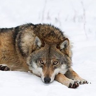 bangchan as wolves 🐺 tweet media