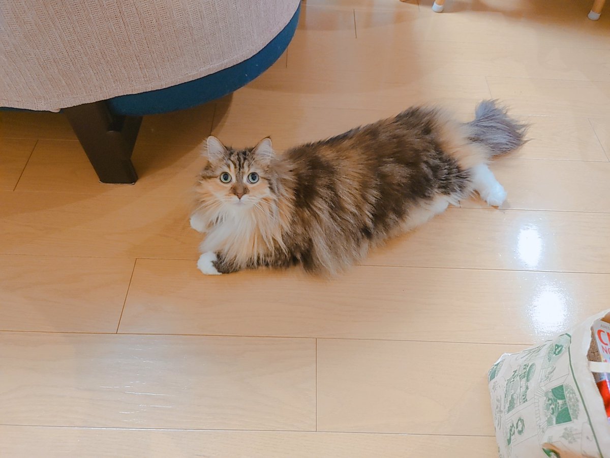 stardust_100337's tweet photo. お盆です。猫です。 https://t.co/h5h7v3Vomt