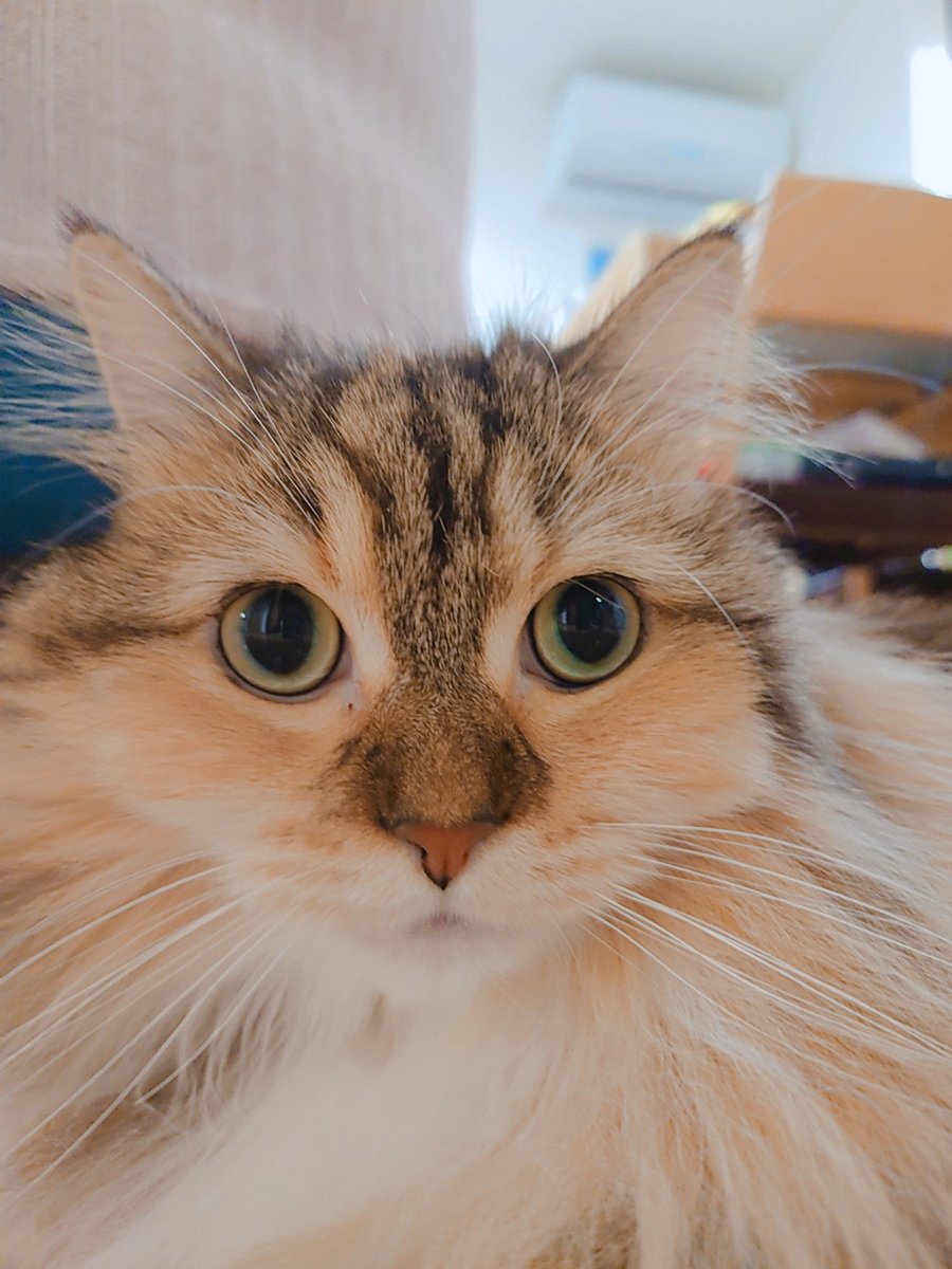 stardust_100337's tweet photo. お盆です。猫です。 https://t.co/h5h7v3Vomt