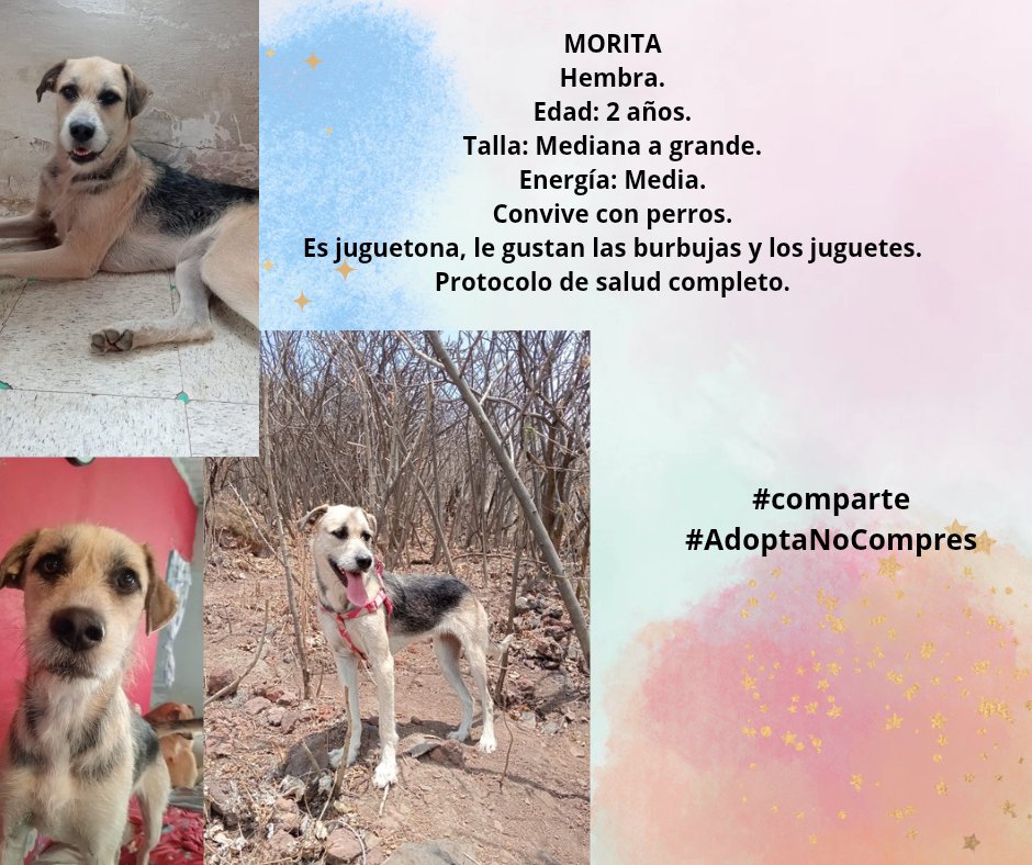 VIBRAmascotas's tweet photo. Amigos nadie pregunta por ninguno de ellos 😭
Ayúdenos compartiendo por favor
Wats 5548724347
#comparte #AdoptaNoCompres https://t.co/ovrSN1YZy3