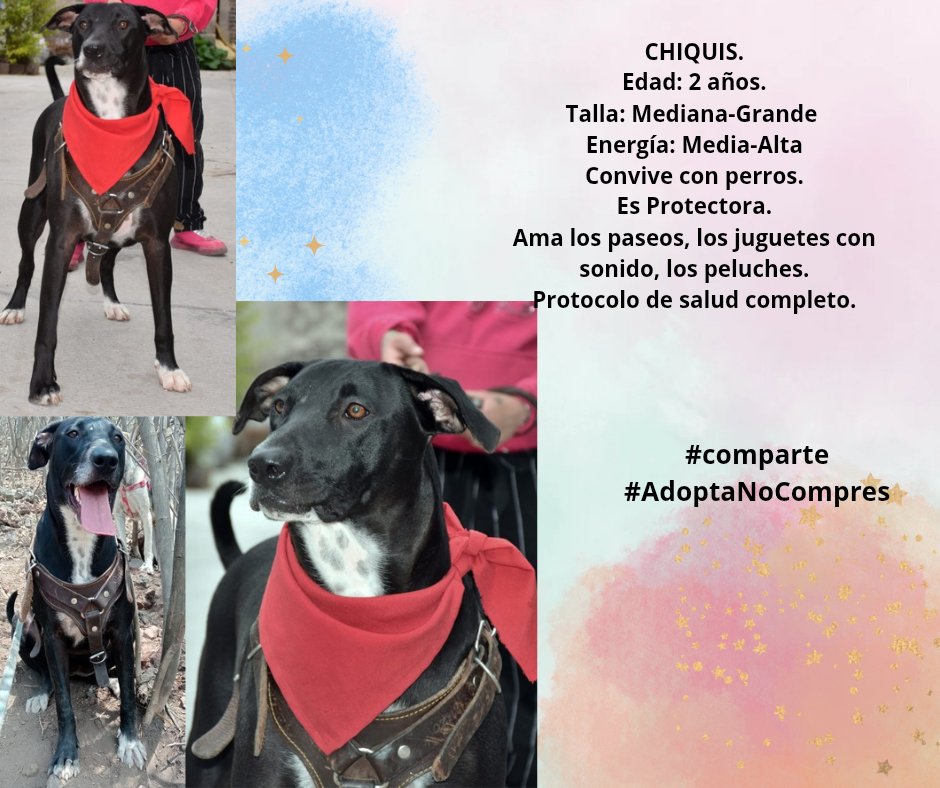 VIBRAmascotas's tweet photo. Amigos nadie pregunta por ninguno de ellos 😭
Ayúdenos compartiendo por favor
Wats 5548724347
#comparte #AdoptaNoCompres https://t.co/ovrSN1YZy3