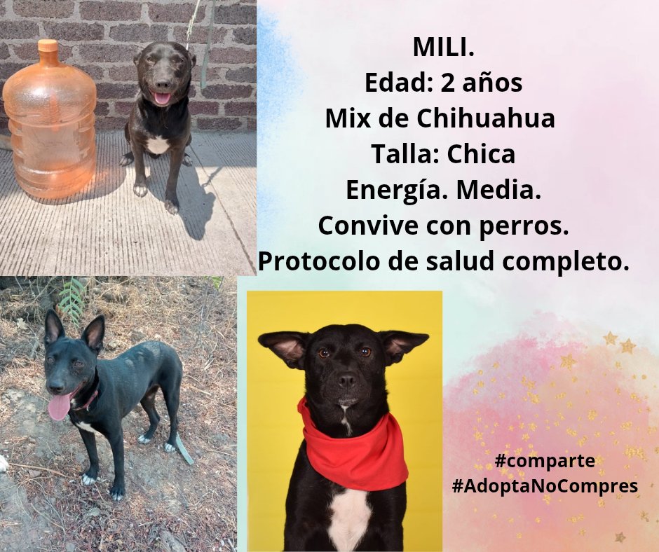 VIBRAmascotas's tweet photo. Amigos nadie pregunta por ninguno de ellos 😭
Ayúdenos compartiendo por favor
Wats 5548724347
#comparte #AdoptaNoCompres https://t.co/ovrSN1YZy3