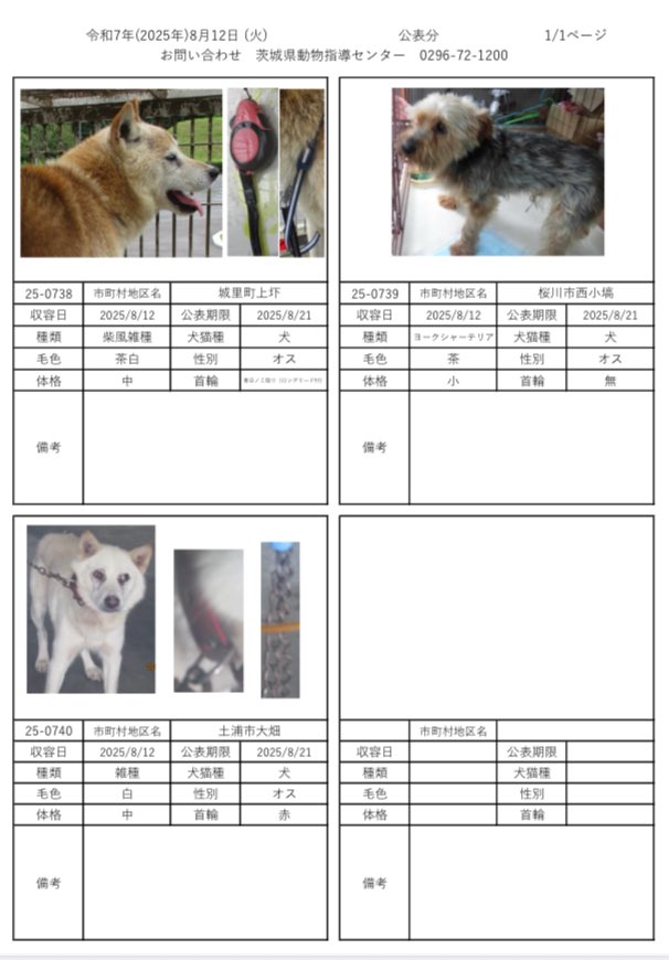 茨城県動物指導センターで保護している、迷子の犬猫の公表情報です。🐕🐈
お心当たりの飼い主様は動物指導センターにお電話ください‼️
動物指導センター
☎︎0296-72-1200(受付時間：平日8:30〜17:15)

8月12日（月）公表情報
