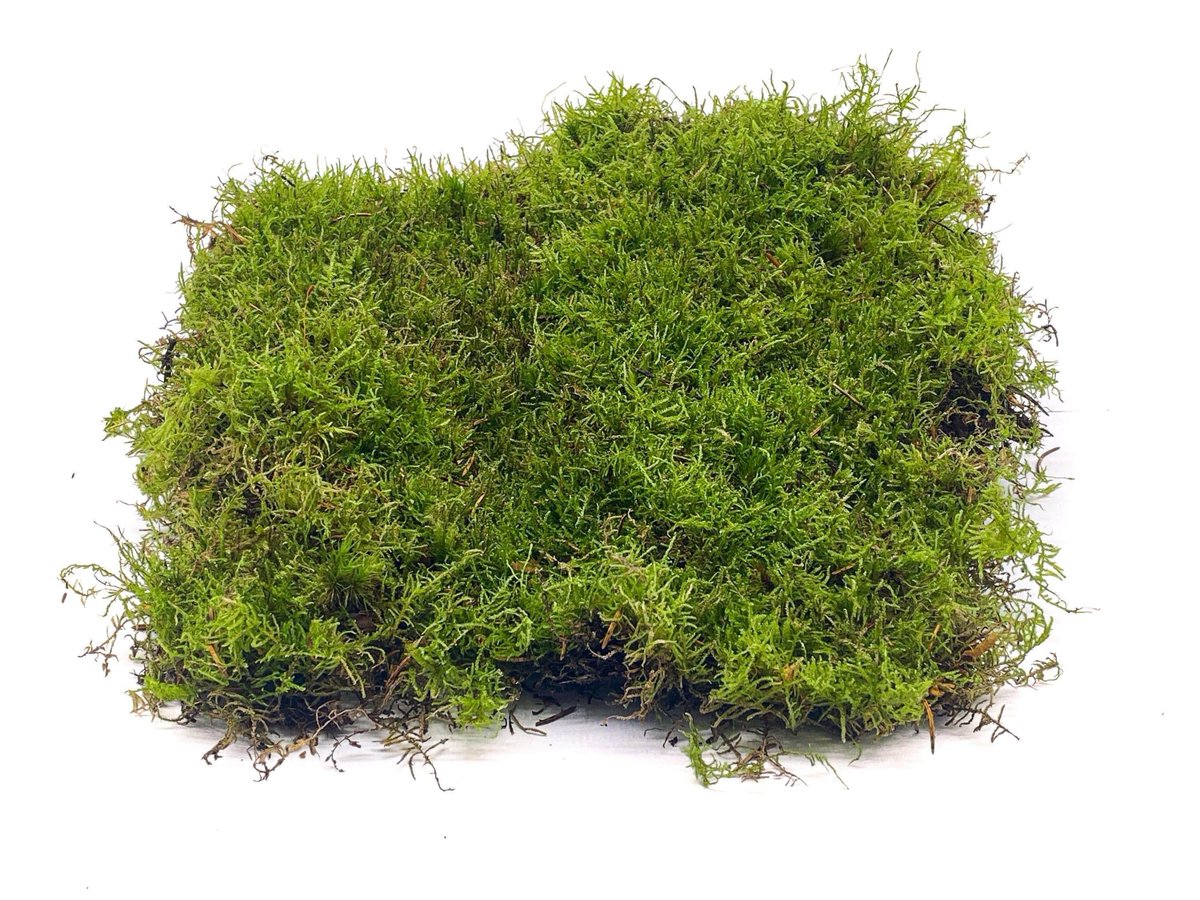 dailyobject_'s tweet photo. DAILY OBJECT 1004:

MOSS https://t.co/fRtTNpH50P