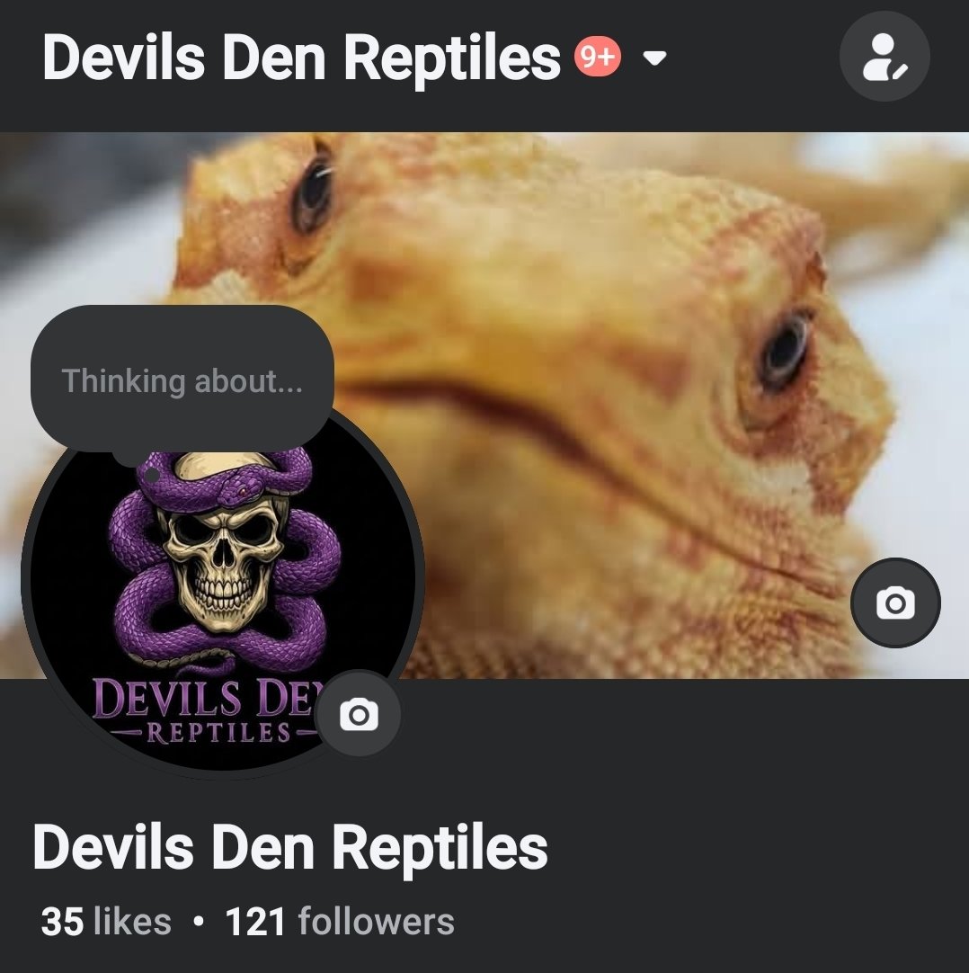 If anyone likes reptiles! My business is here on facebook and we can tlk. if youd like one... have lots of baby bearded dragons ready to go.... drop me a follow.