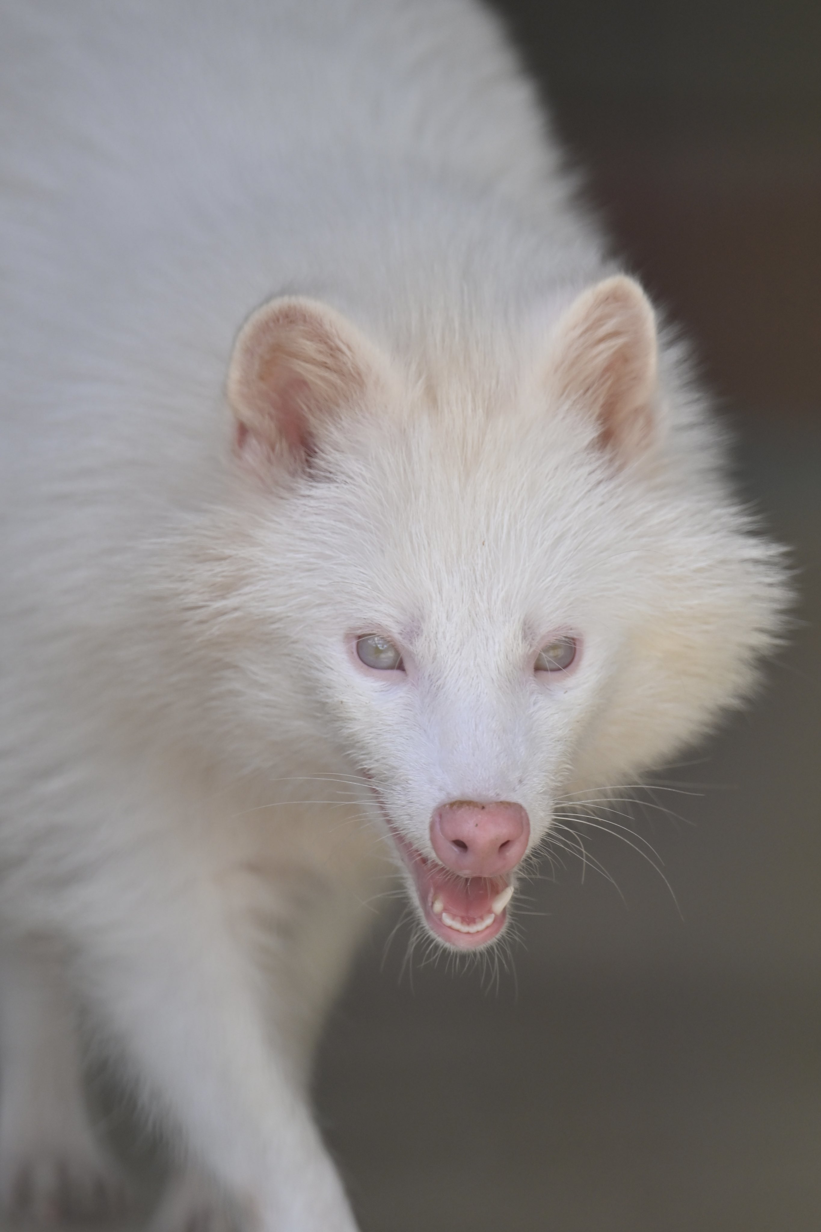 たぬき様 littleferret on X: 