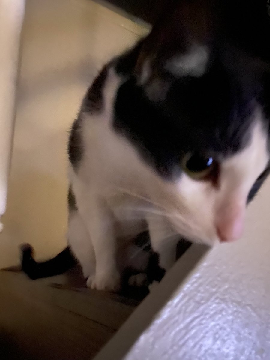 WoldenAnita's tweet photo. #EvilBuddy staying out of my reach… Until he couldn’t anymore 🤣🥺
He’s so salty 🤣🤣🤣 https://t.co/Y7SikjSTZH