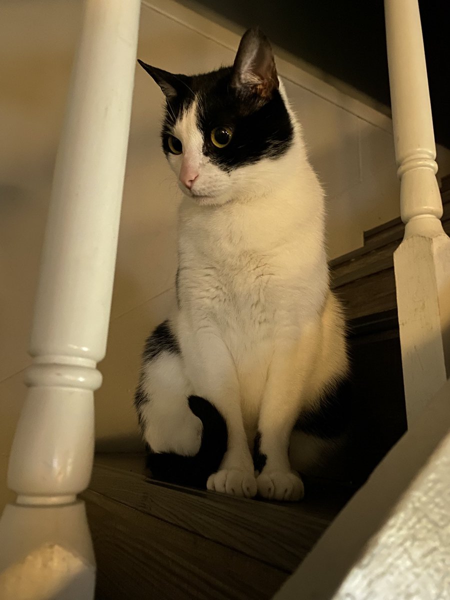 WoldenAnita's tweet photo. #EvilBuddy staying out of my reach… Until he couldn’t anymore 🤣🥺
He’s so salty 🤣🤣🤣 https://t.co/Y7SikjSTZH