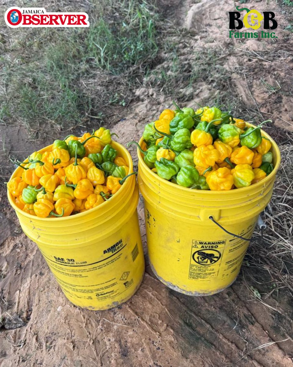 JamaicaObserver's tweet photo. Jamaican Dr. Bravo Brown, owner of the largest Scotch Bonnet Pepper farm in the United States, is more than just a farmer, he is a man on a mission.

With a Masters in Plant Science and a Doctorate in Environmental Science, Dr. Brown has utilized his knowledge to build one of the largest Jamaican owned businesses in America.

@bgbfarmsinc grows more than just Scotch bonnet peppers, their harvest also includes Habanero peppers, pumpkins, tomatoes, and a variety of other specialty vegetables.

#ScotchBonnet #JamaicanPride #DiasporaPower #BGBFarmsInc