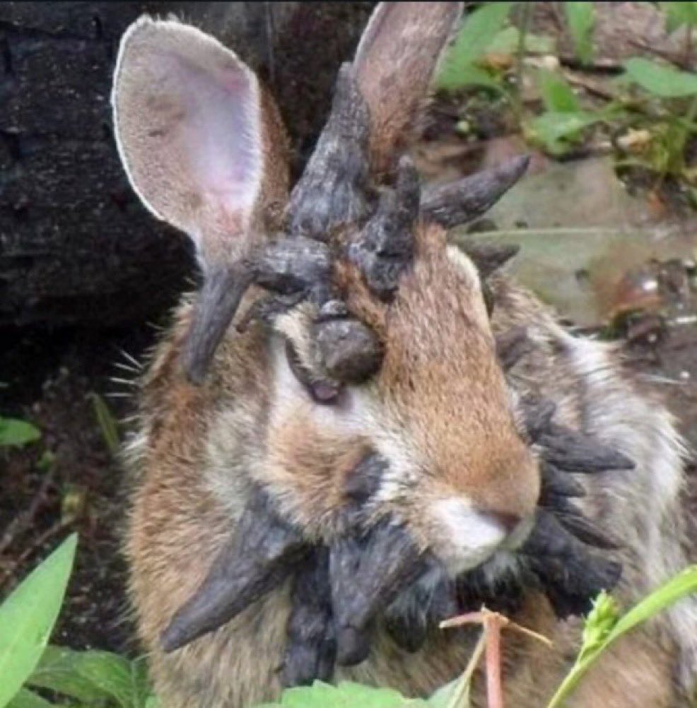 <a href="/FearedBuck/">FearBuck</a> Hera Is The Reason 🚨

There are rabbits in Fort Collins, Colorado, that have been observed with horn-like , tentacles growths due to the Shope papilloma virus (SPV). 

Here's a breakdown:

1. Shope Papilloma Virus (SPV): This is a real virus, specifically a papillomavirus, that