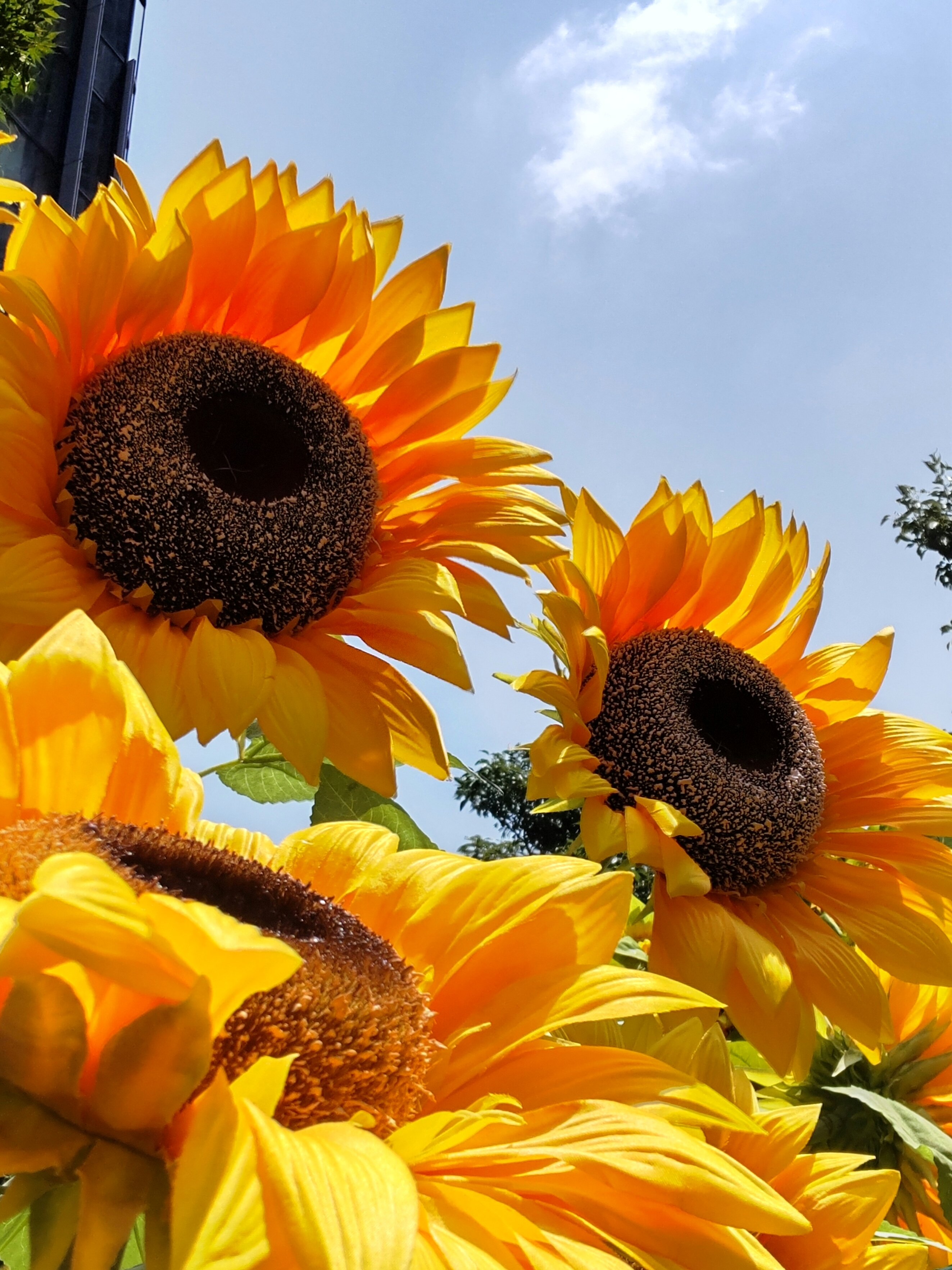 ひまわり ds-kanai-sunflower-bundle2-mix