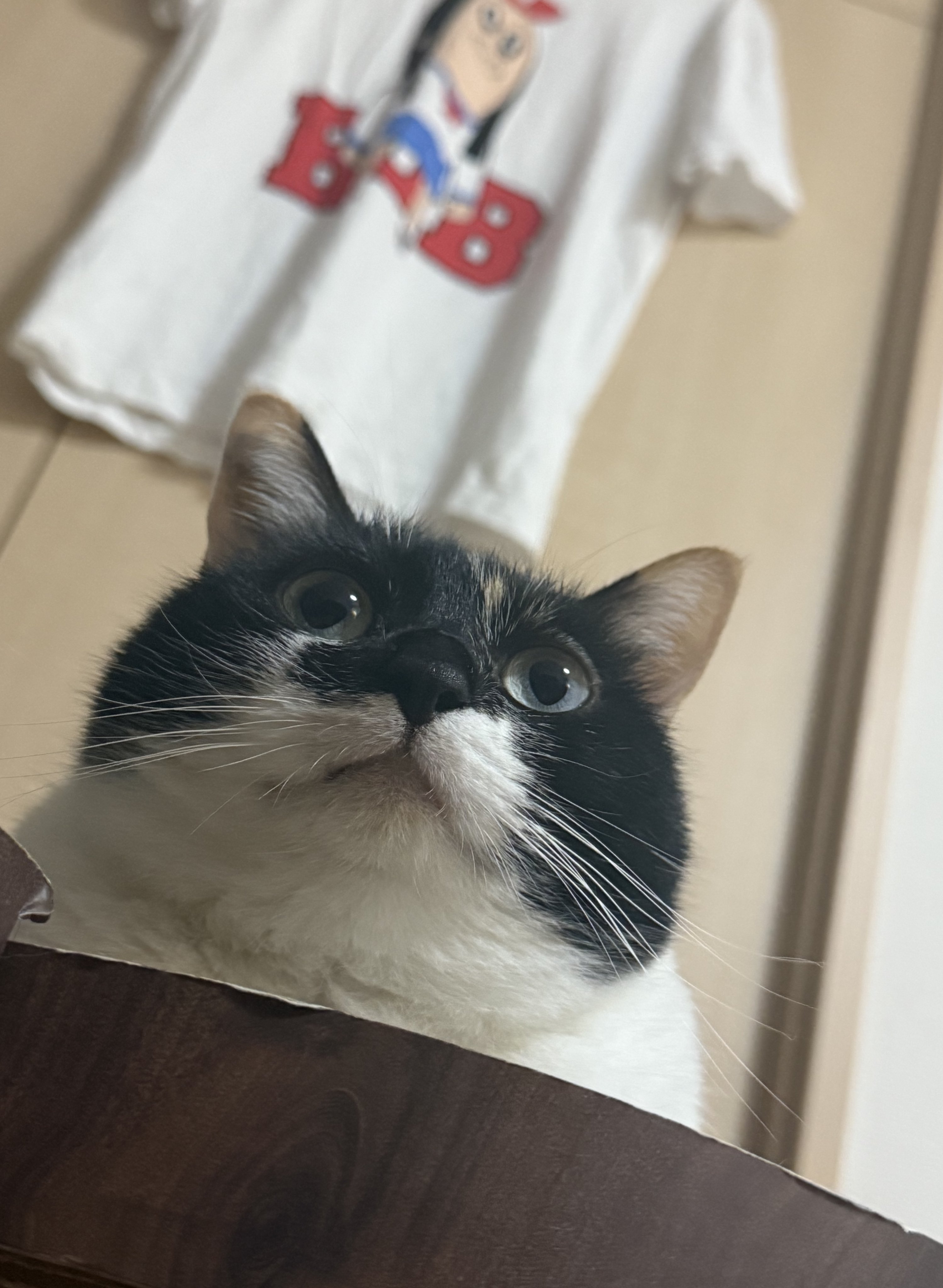 まるねこ まるねこ🐈🐈‍⬛ (@marunekoBJJ) / X