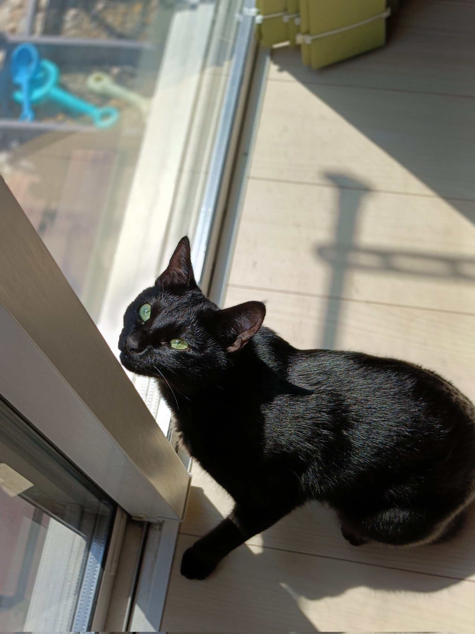 黒猫 ぽてと on X: 