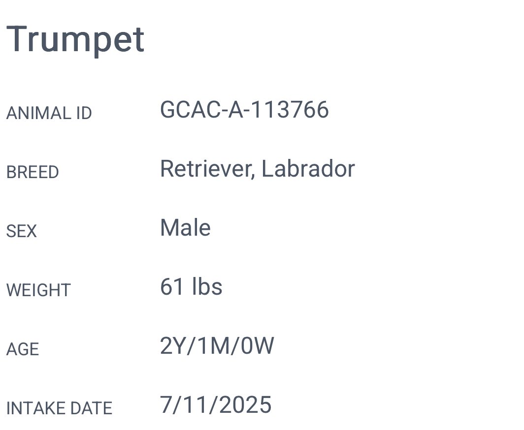 💛 Trumpet is a sweetheart who loves 
       other dogs! 
⚠️ Shelter over capacity- needs out by 
       8/14!!!
📍 Greenville #SouthCarolina 
☎️ 864-467-3952
<a href="/PawsnTails4TX/">@PawsnTails4TX 🇺🇸🇺🇸🐾🐾</a> <a href="/psychicwhisper3/">Eileen Bacon</a> <a href="/Dubs4Mutts/">🐶Amber & Belle🐾</a> #AdoptMe