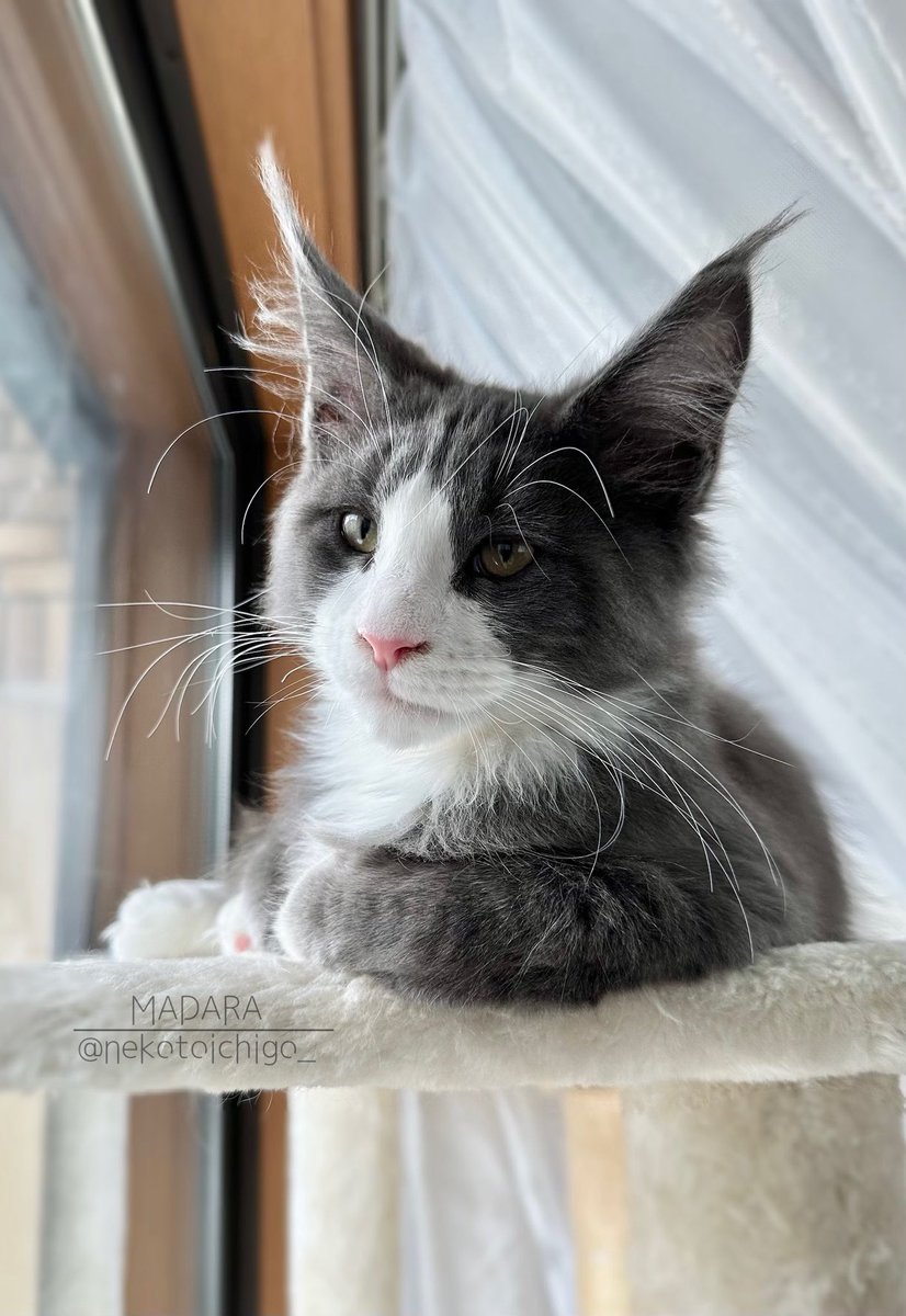 Queen.J】キャンバスF12号 猫 ねこ メインクーン BAEZ3 Queen.J