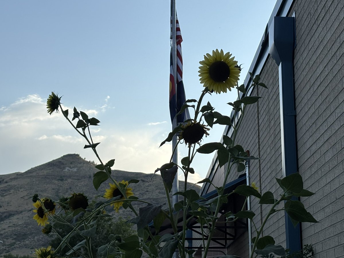 Corinne Westeman (@cwesteman) on Twitter photo It’s August. That means it’s time for the <a href="/cojeffcolibrary/">Jefferson County Public Library</a> Golden Library sunflowers to put on a show! It’s August. That means it’s time for the <a href="/cojeffcolibrary/">Jefferson County Public Library</a> Golden Library sunflowers to put on a show!