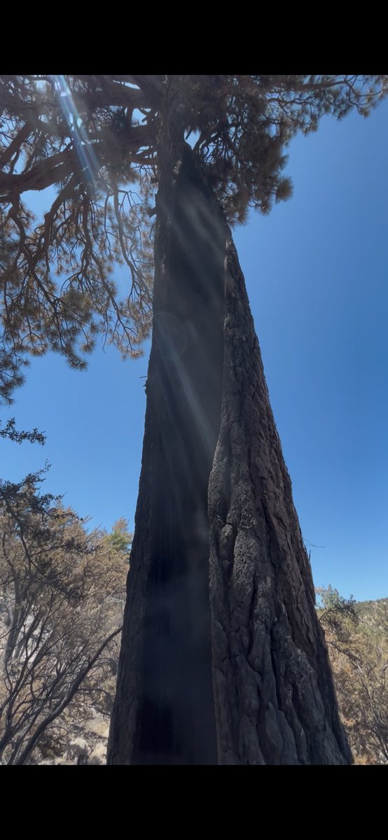 San Bernardino National Forest tweet media