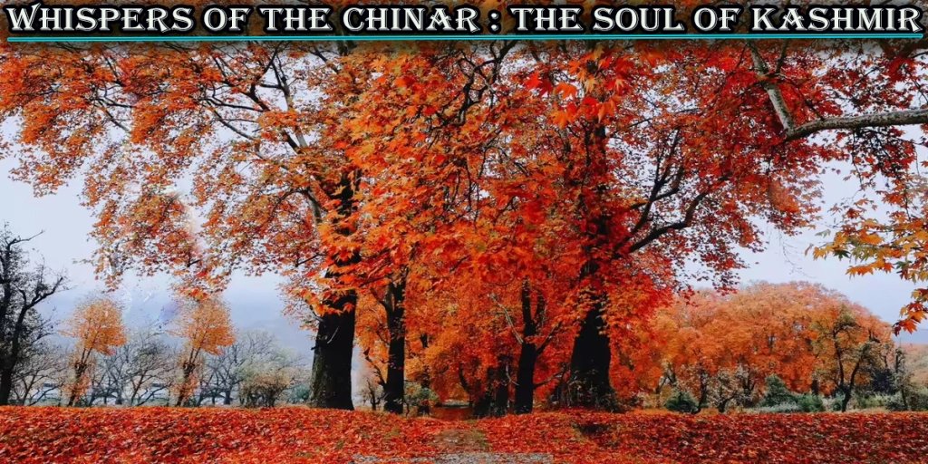 Root97Mir's tweet image. WHISPERS OF THE CHINAR: THE SOUL OF KASHMIR

#kashmir #kashmirbeauty #chinartree

kashmirrootstock.com/2025/08/13/whi…