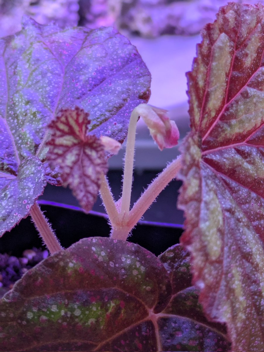 よしだ2号 (@begonia_ysd) / X