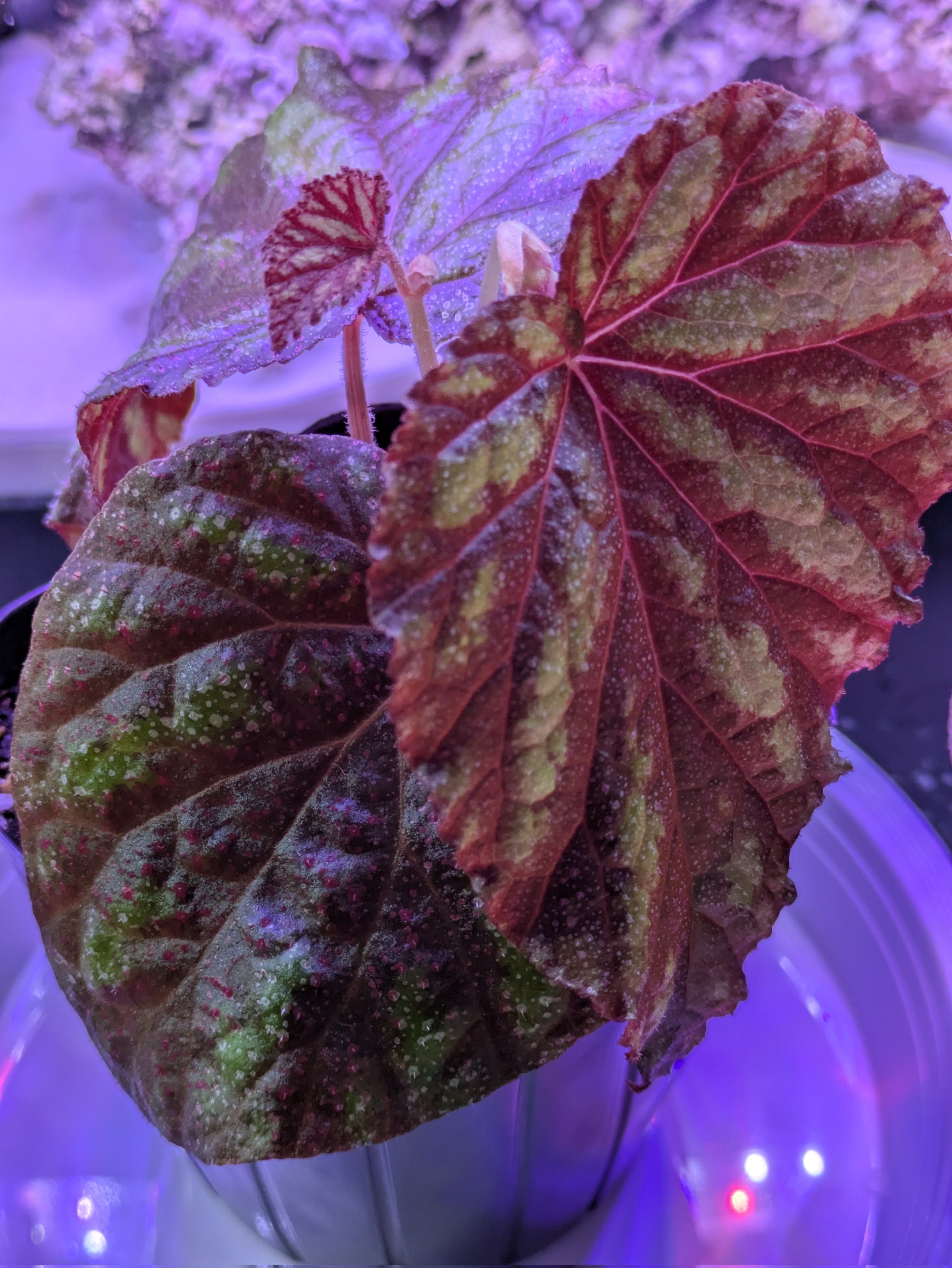 【さらにお値下げしました】ベゴニア百科 よしだ2号 (@begonia_ysd) / X