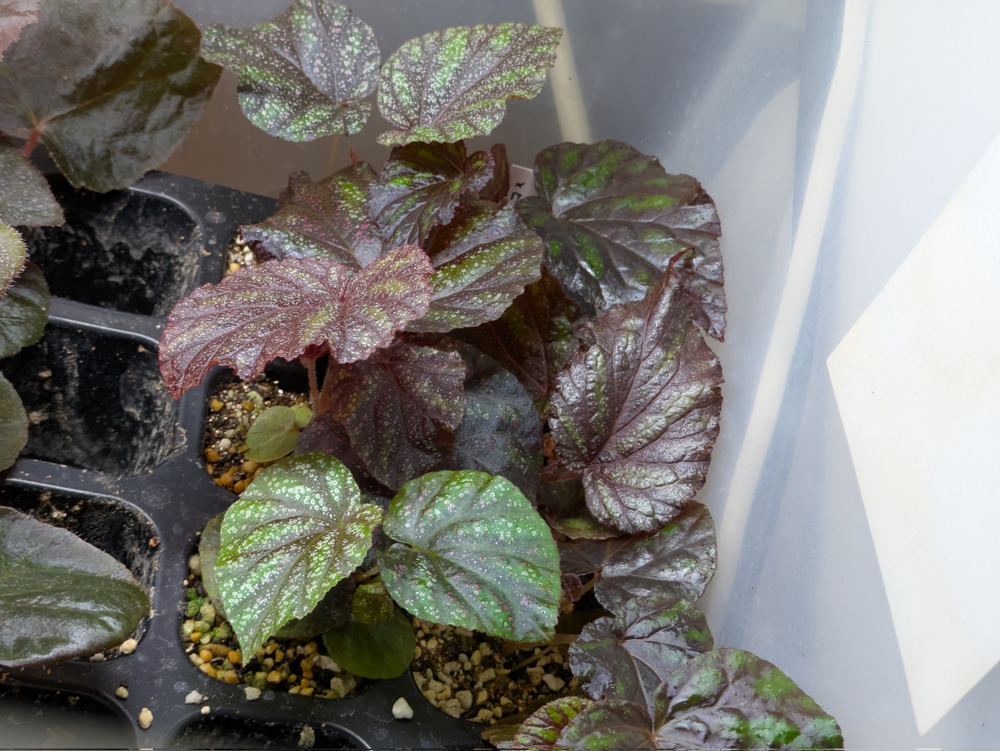 よしだ2号 (@begonia_ysd) / X