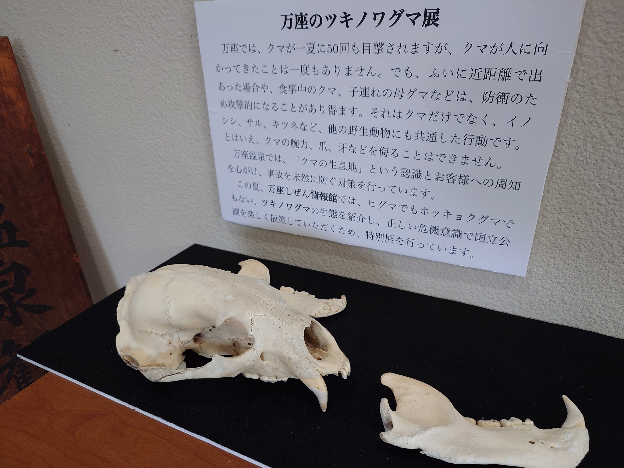 ツキノワグマの頭骨 即納☆お勧め！☆ツキノワグマの頭骨 ☆ 埼玉県捕獲 - 頭骨