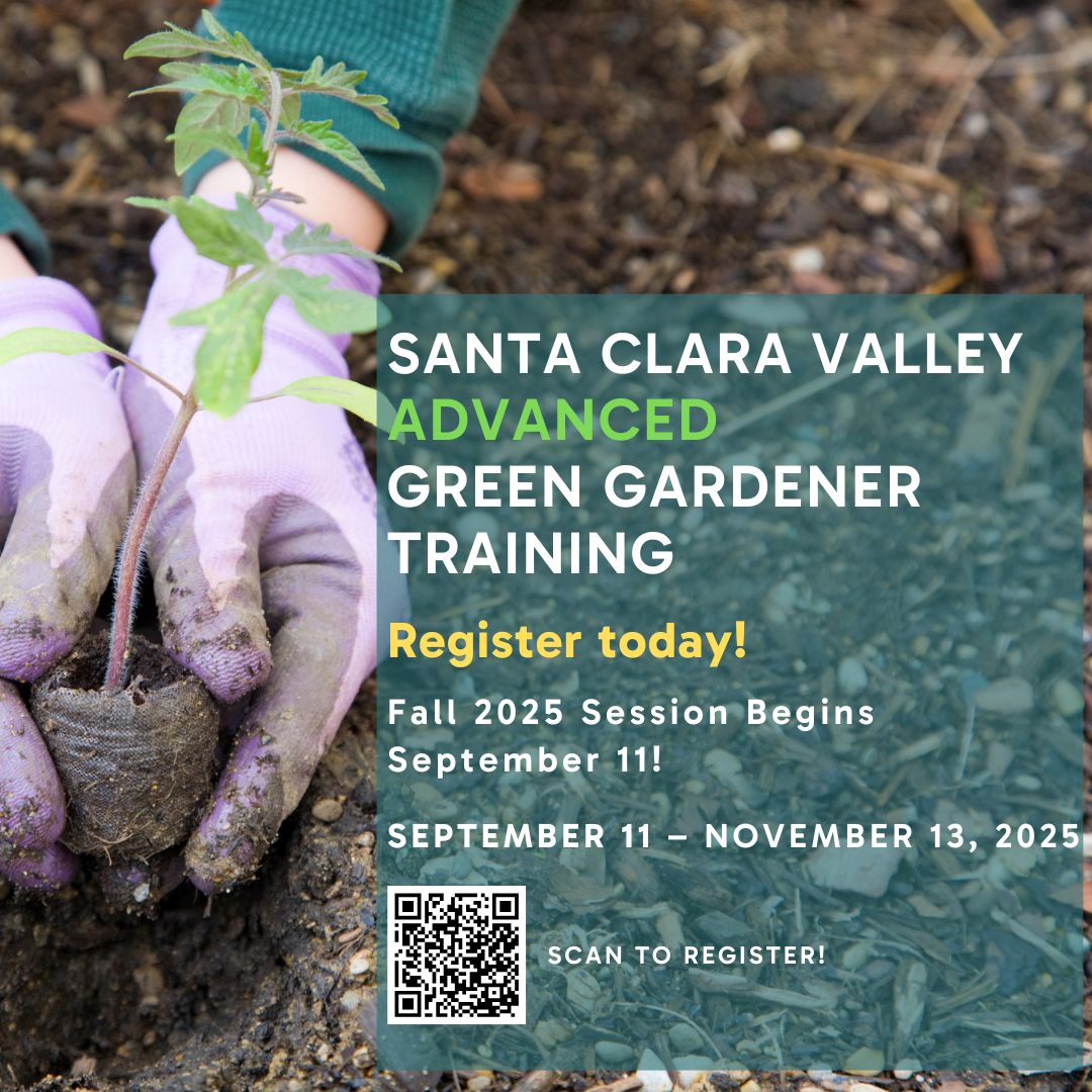 Gardening Pros! The Santa Clara Valley Advanced Green Gardener In-Person Training starts 9/11/25. Learn efficient garden design, advanced irrigation techniques, soil management, and IPM techniques to control weeds, insects, and plant diseases. Register now!fuhsdadultschool.asapconnected.com/#CourseGroupID…