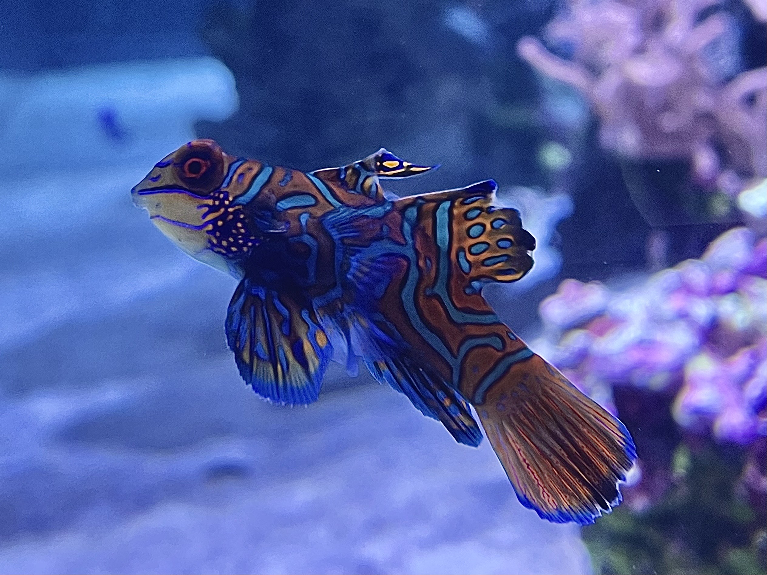 ❌水族館好き(❁ᴗ͈ˬᴗ͈)水族館の生き物 X
