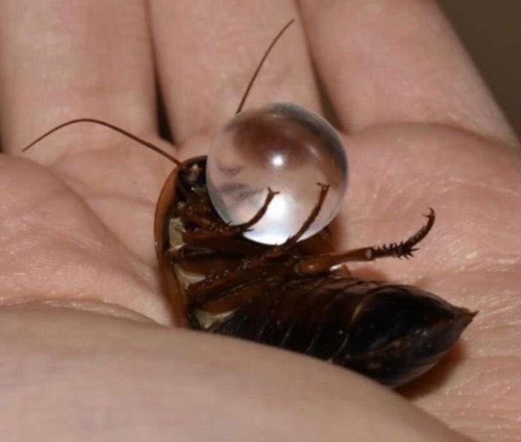 Spadiddle's tweet image. Pondering my orb