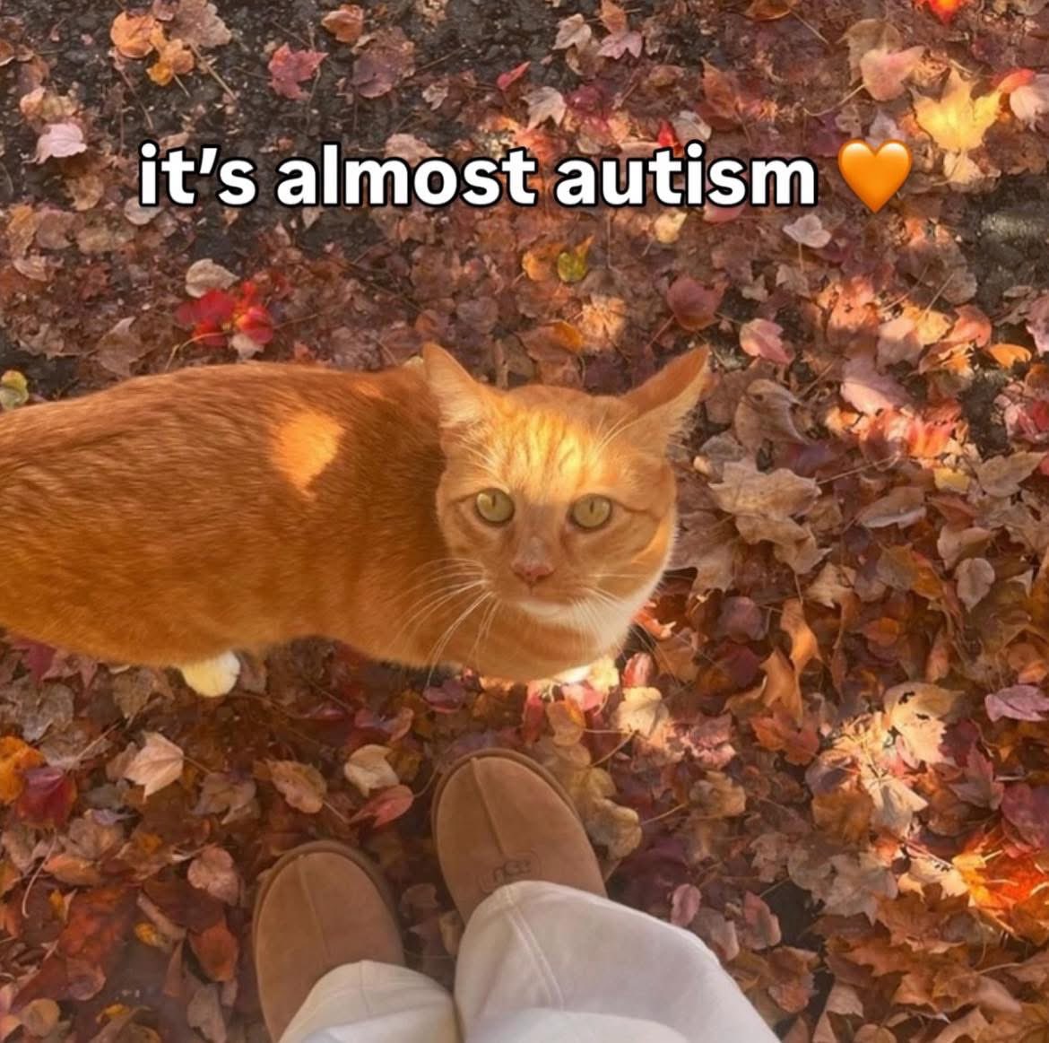 This Brainchild tweets (@memelord_sir) on Twitter photo 