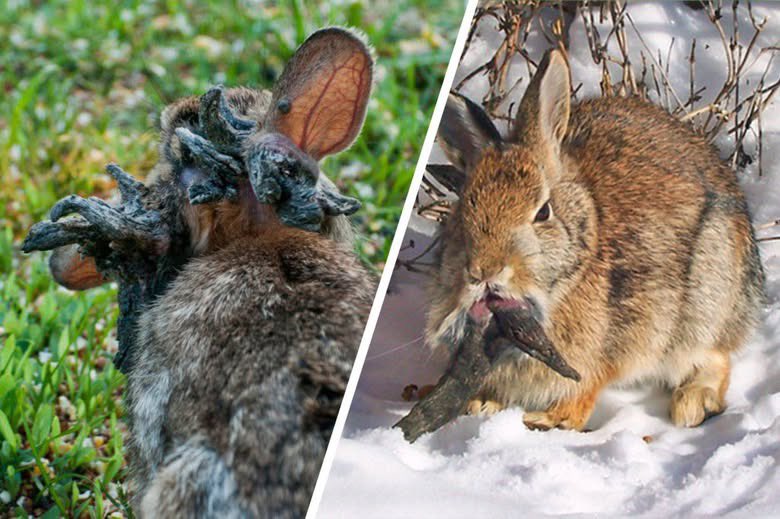 ❗️🐇🇺🇸 - Colorado officials issued a 