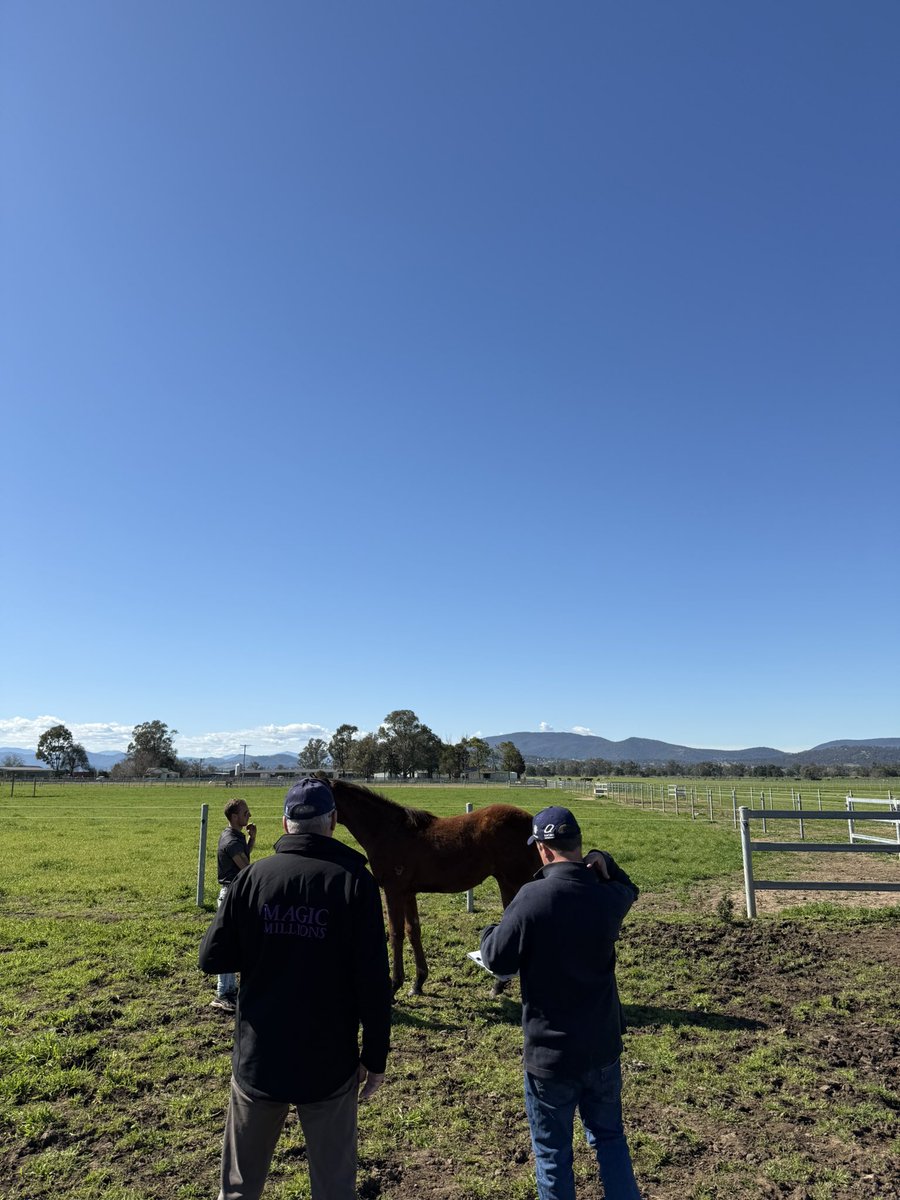 Lovely day for inspecting the next crop of Valiant Stud yearlings <a href="/mmsnippets/">Magic Millions</a> <a href="/RacingPost/">Racing Post</a> <a href="/theTDN/">TDN</a> <a href="/anz_news/">ANZ News</a>