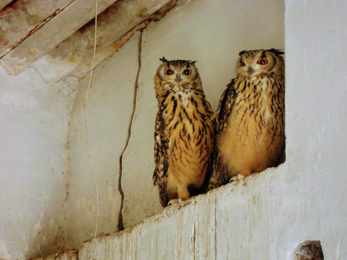 mskhirwar's tweet photo. Share your Owl 🦉photographs !!

#Birdshot #NaturePhotography #NatureLovers #photograghy https://t.co/DpjsTvuHay