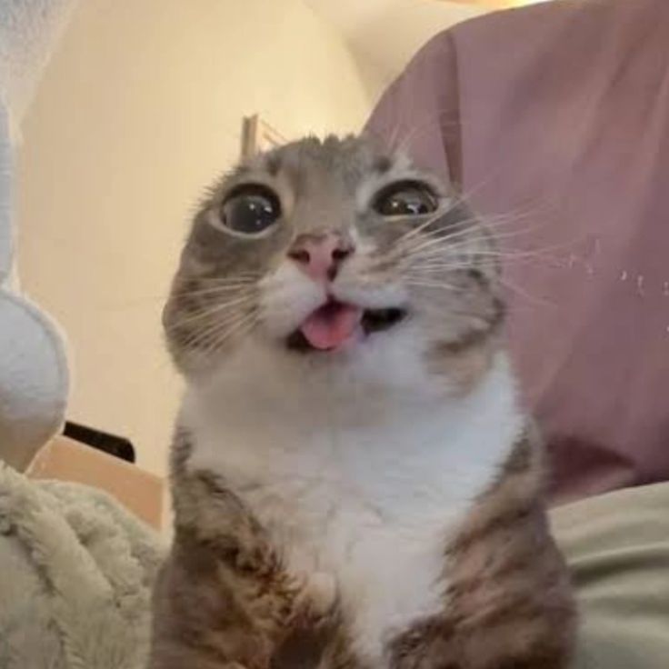 I really like this cat