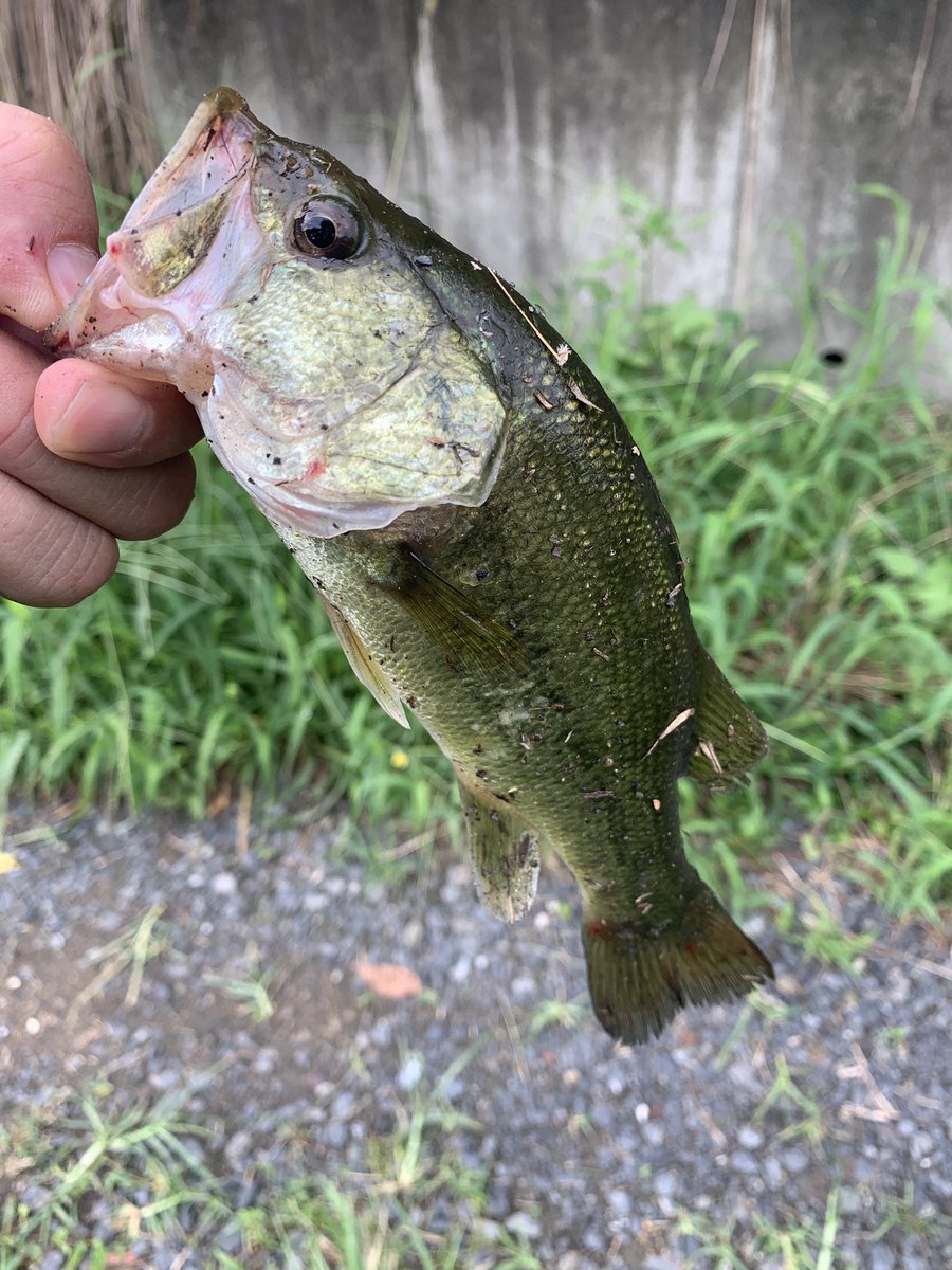 シェイド@ブラックバス tweet media