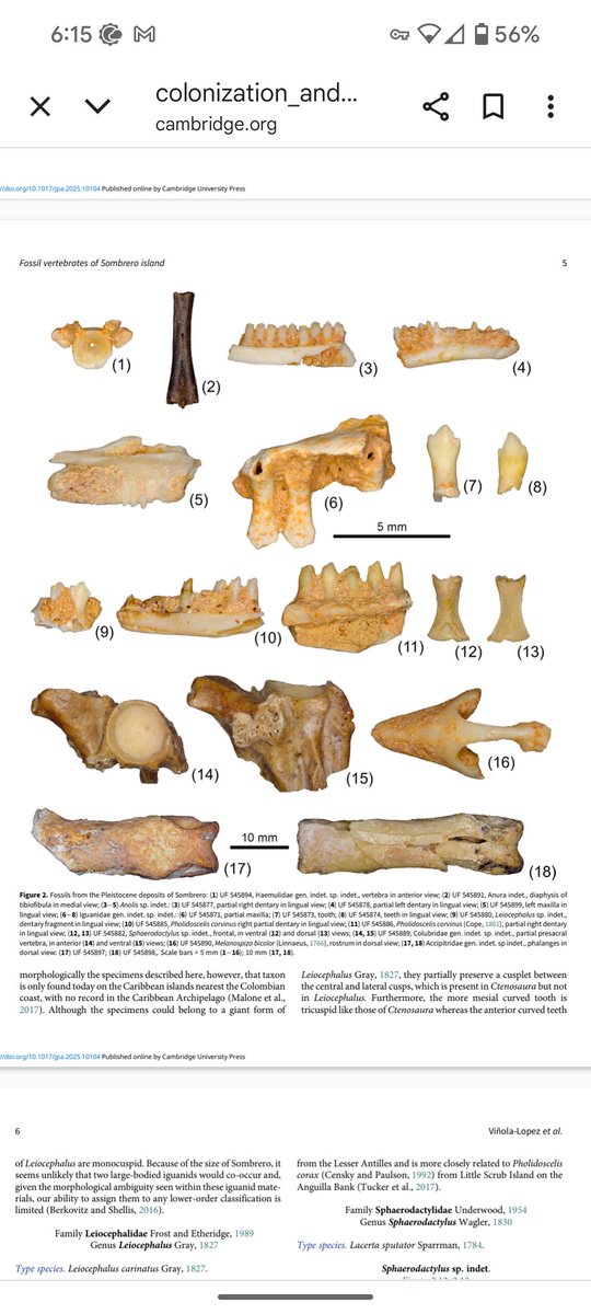 New <a href="/FloridaMuseum/">Florida Museum</a> Vert Paleo paper just dropped! It's about colonization of terrestrial vertebrates on a tiny isolated island. Congrats to <a href="/ManyTinyTeeth/">Mitchell Riegler</a> and co-authors! cambridge.org/core/services/…