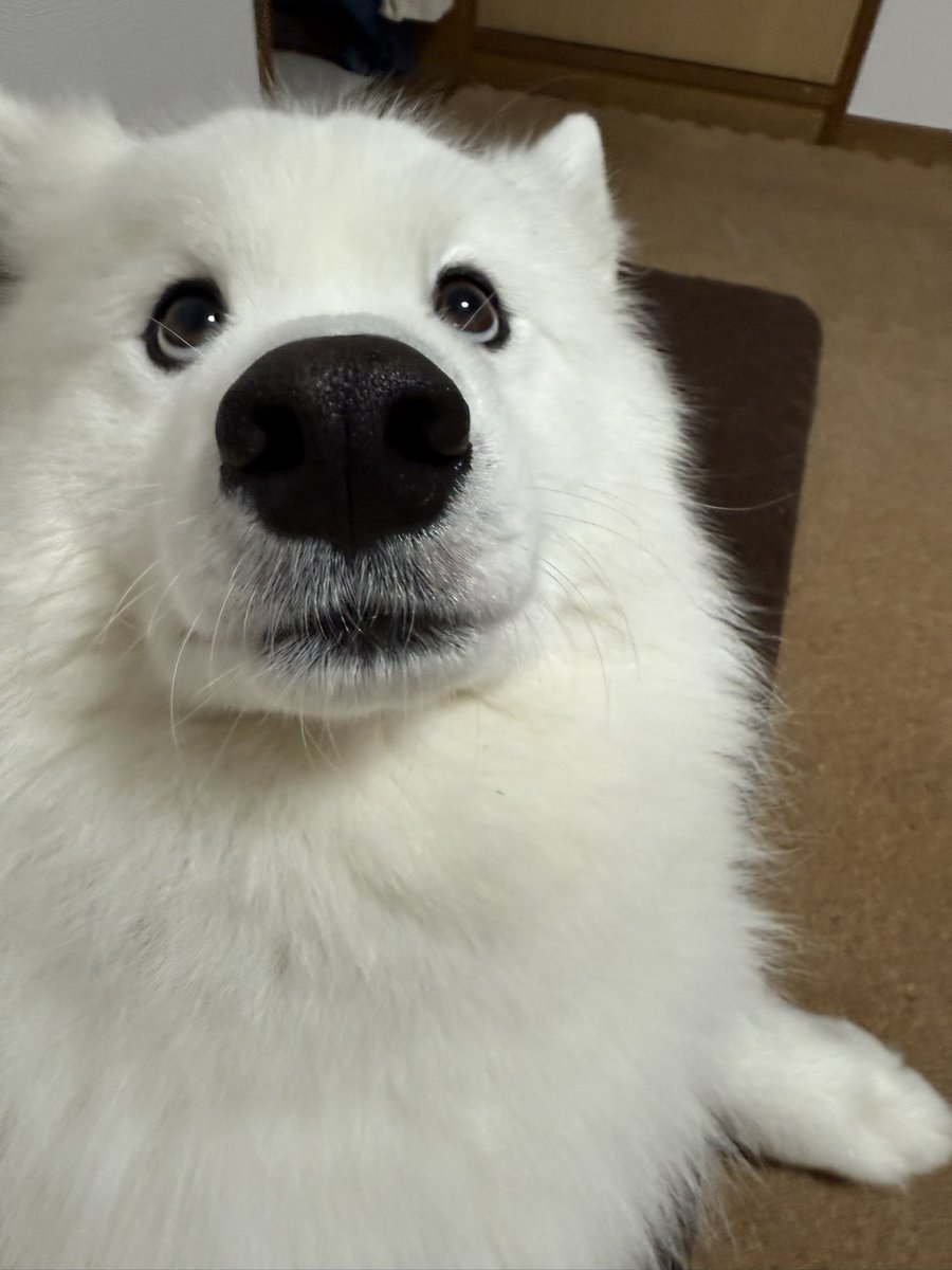 サモエドりんたろう (@samoyed_rintaro) / Posts / X