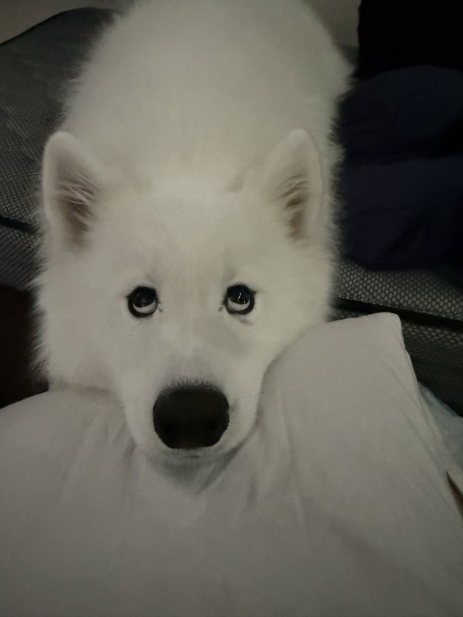 サモエドりんたろう (@samoyed_rintaro) / Posts / X